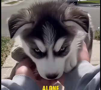 E2405003_She Threw a 4-Month Husky Onto the Street (Part 2)