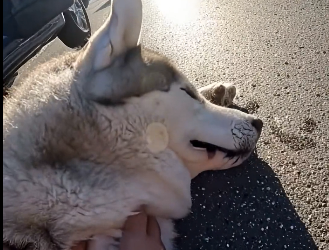 E2405004_She Scared Her Husky Into Traffic  (Part 2)