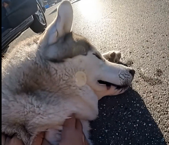 E2405004_She Scared Her Husky Into Traffic (Part 2)