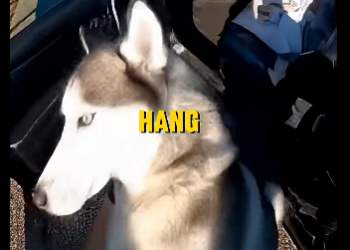 E2405005_She Threw Her Husky Out of a Moving Car… Emergency rescue (Part 2)