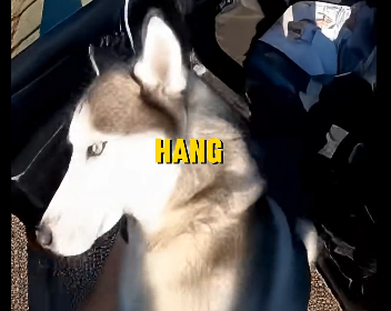 E2405005_She Threw Her Husky Out of a Moving Car… Emergency rescue (Part 2)
