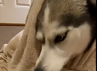 E2405006_She Didn’t Care Her Husky Was Freezing in the Rain  -Emergency rescue (Part 2)