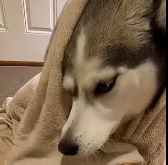 E2405006_She Didn’t Care Her Husky Was Freezing in the Rain -Emergency rescue (Part 2)