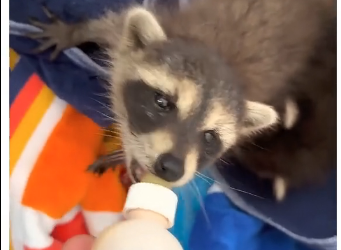 V2305010_would you raise a raccoon? (Part 2)