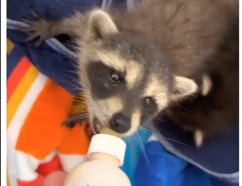 V2305010_would you raise a raccoon? (Part 2)