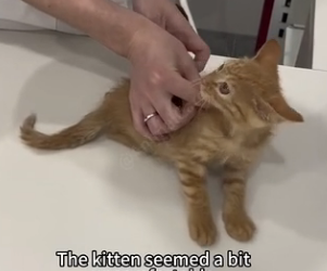 U2205006_A kitten with weak hind legs, injured since birth, crawled for help and got rescued (Part 2)