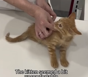 U2205006_A kitten with weak hind legs, injured since birth, crawled for help and got rescued (Part 2)