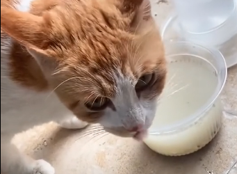 U2205007_Cat Mom Endures Tough Delivery, Births 3 Kittens with Rescue Help (Part 2)