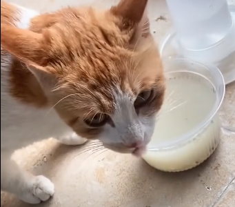 U2205007_Cat Mom Endures Tough Delivery, Births 3 Kittens with Rescue Help (Part 2)