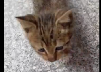 U2205008_The hungry kitten rubbed its belly, imagining its mother feeding it, but sadly, its mother is gone. (Part 2)