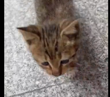 U2205008_The hungry kitten rubbed its belly, imagining its mother feeding it, but sadly, its mother is gone. (Part 2)