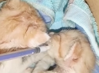 U2205009_Four kittens, left in the river due to illness, emitted faint cries for help, but went unnoticed (Part 2)