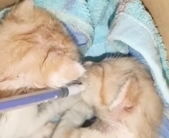 U2205009_Four kittens, left in the river due to illness, emitted faint cries for help, but went unnoticed (Part 2)