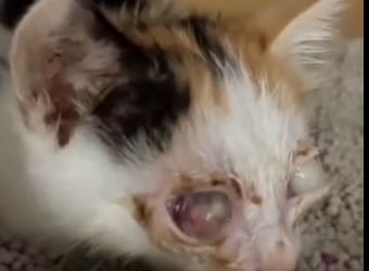 U2405001_The story of a kitten with pus-filled eyes regaining its sight. (Part 2)