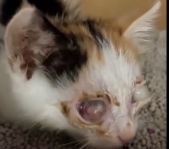 U2405001_The story of a kitten with pus-filled eyes regaining its sight. (Part 2)