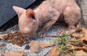 U2405002_The sick, hairless cat softly cried out for attention due to a fungal infection  (Part 2)