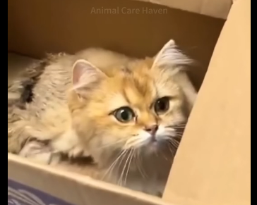 U2405003_The recovery journey of a stray kitten after being loved (Part 2)