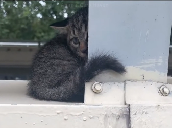 U2405004_Stopped the car to rescue the kitten trapped beside the overpass and took him home❤️(Part 2)
