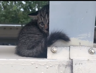 U2405004_Stopped the car to rescue the kitten trapped beside the overpass and took him home❤️(Part 2)