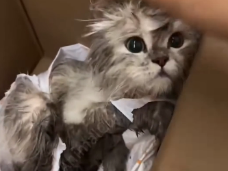 U2405006_A sick British Shorthair, wet and leaf-covered,crawled in agony from bushes to the sidewalk for help (Part 2)