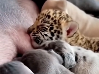 L2305009_On a snowy day, we found a tiny jaguar cub shivering in the cold, all alone and scared  (Part 2)