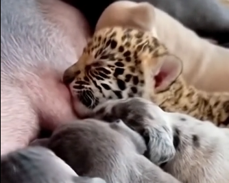 L2305009_On a snowy day, we found a tiny jaguar cub shivering in the cold, all alone and scared (Part 2)