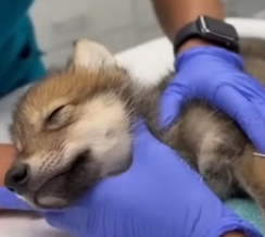 W2305002 This Animal’s Transformation After Rescue Will Make You Cry (Part 2)