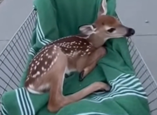 W2305004_The moment that little fawn hit my windshield…  (Part 2)