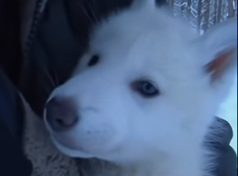 W2305008_A tiny white wolf pup changed my life on a frozen morning (Part 2)