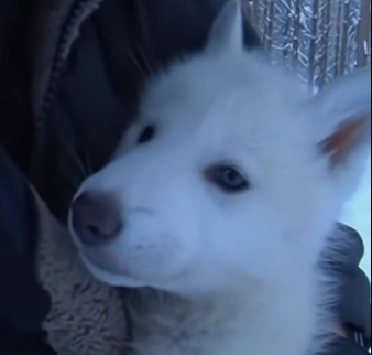W2305008_A tiny white wolf pup changed my life on a frozen morning (Part 2)