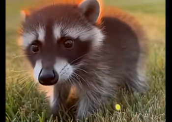 S2205005_This tiny raccoon was drowning at the dam gate, until…  (Part 2)