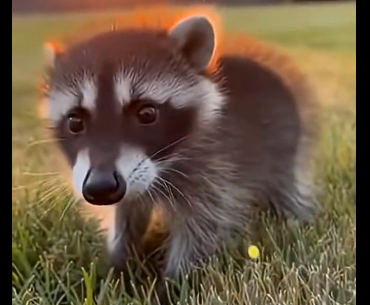 S2205005_This tiny raccoon was drowning at the dam gate, until… (Part 2)