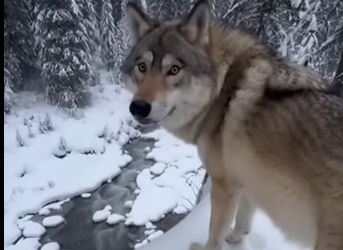 S2205006_An injured wolf stopped my car in the snow and… (Part 2)