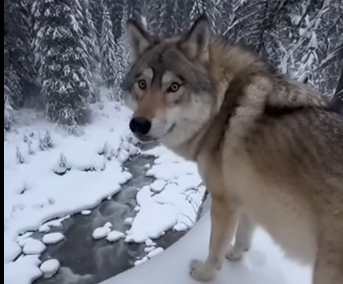 S2205006_An injured wolf stopped my car in the snow and… (Part 2)