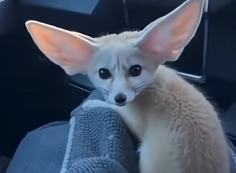 S2205007_Two coyotes were dragging a tiny fennec fox.. (Part 2)
