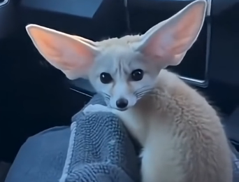 S2205007_Two coyotes were dragging a tiny fennec fox.. (Part 2)