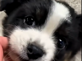 S2205009_This girl found an abandoned puppy in the rain and then.. (Part 2)