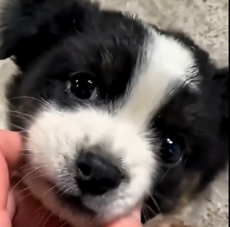 S2205009_This girl found an abandoned puppy in the rain and then.. (Part 2)