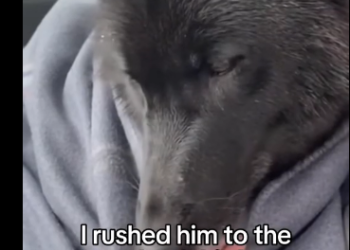 S2205011_I couldn’t go by when I saw this wolf in this frozen lake…  (Part 2)