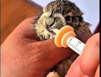 S2205012_My dog found an abandoned rabbit and then… (Part 2)