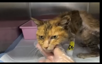 N2105001_This severely liver-diseased stray cat,weak as a paper, lacks the strength to even chew the cat food (Part 2)