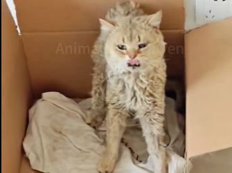 N2105003 The helpless stray cat was bullied by a vicious dog and could only raise his paws to beg for mercy (Part 2)