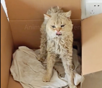N2105003 The helpless stray cat was bullied by a vicious dog and could only raise his paws to beg for mercy (Part 2)