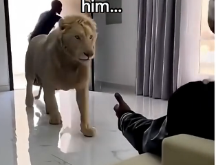X2005005_Man saved abused lion (Part 2)