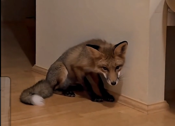 X2205006_I saved a fox from the rain (Part 2)