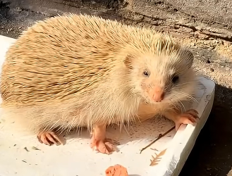R2305002_I pulled a hedgehog out of a puddle,saving a life is such a wonderful thing❤️ (Part 2)