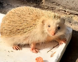 R2305002_I pulled a hedgehog out of a puddle,saving a life is such a wonderful thing❤️ (Part 2)