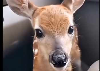 R2305004_My dog saved a drowning fawn (Part 2)