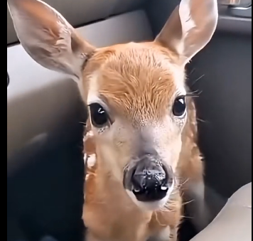 R2305004_My dog saved a drowning fawn (Part 2)