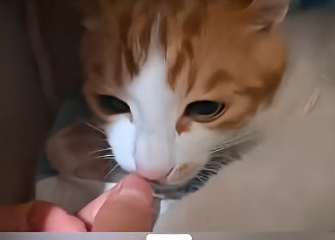 U1205011_My dog gave its food to a strange little kitten… (Part 2)